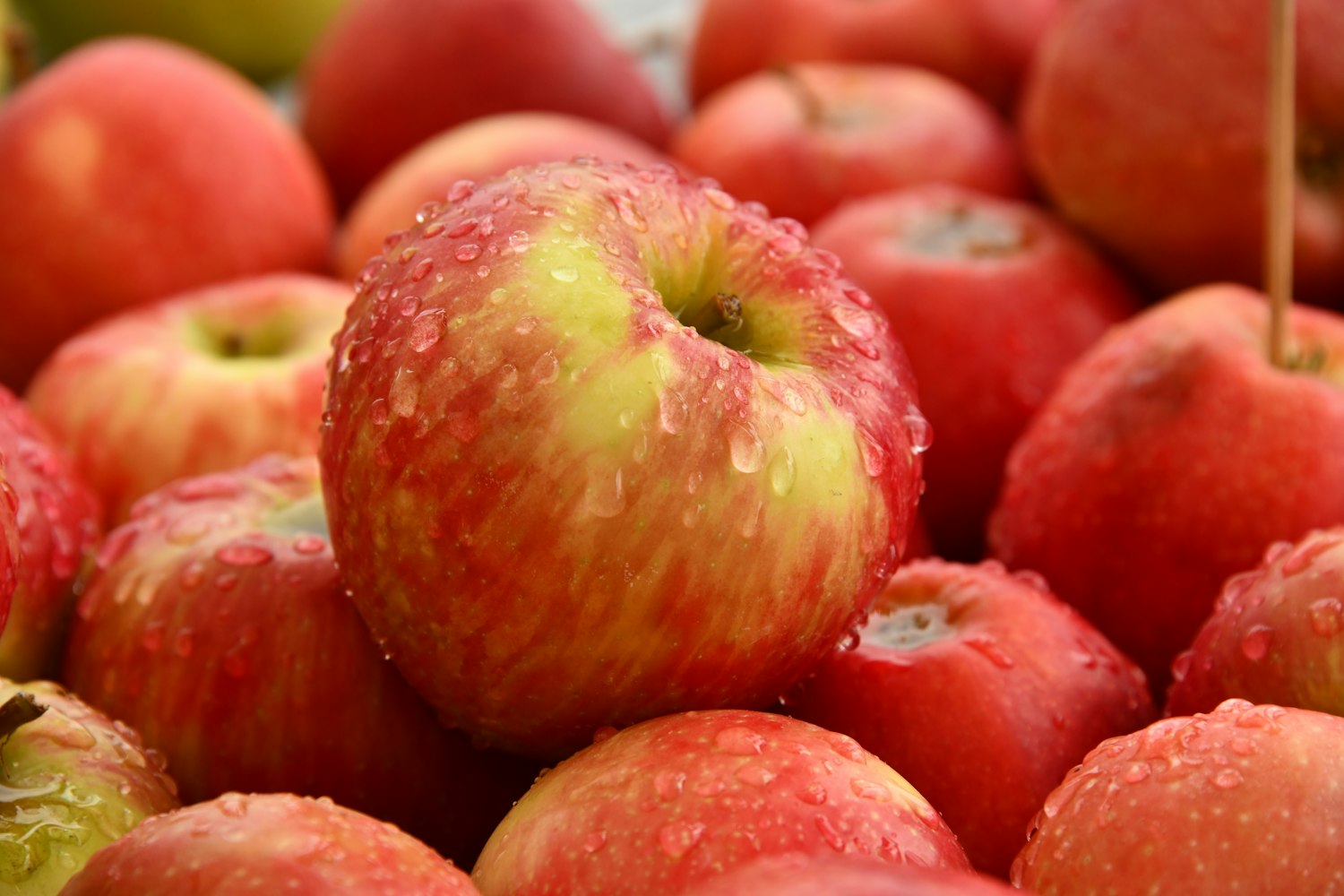 Ripe Aport apples